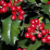 English holly, ilex aquifolium.png